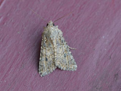 Réf. 307 692 : Anarta trifolii